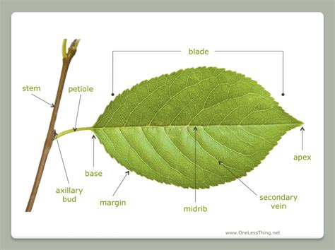 Anatomy of a Plant