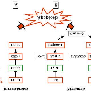 Pyknotic nuclei are small condensed nuclei from apoptotic cells. Note... | Download Scientific ...