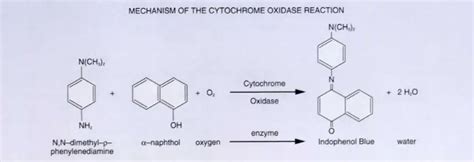 Oxidase Test