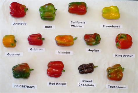 Screening Sweet Peppers for Organic Farming | Lab Manager