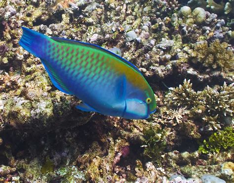 Parrotfish and Deep Focus | www.messersmith.name/wordpress/2… | Flickr