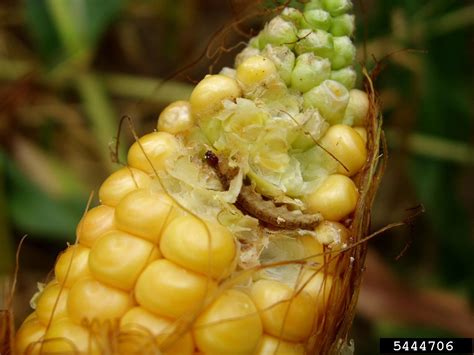 European corn borer (Ostrinia nubilalis)