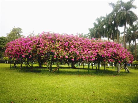 Beautiful Environment and Beautiful Plant Stock Photo - Image of environment, leaf: 124586940