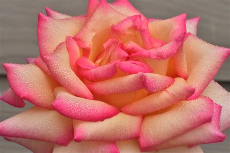 752_4844a Dew Covered Peace Rose | DavidInSATX | Flickr