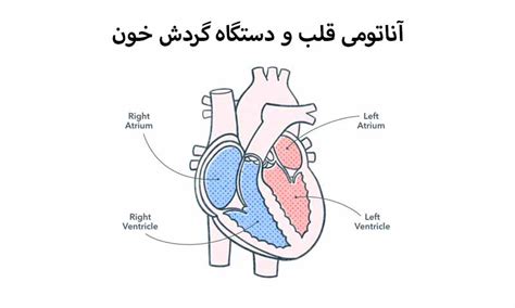 آناتومی قلب انسان و سیستم گردش خون - آکادمی آنلاین مهندسی پزشکی و هوش مصنوعی