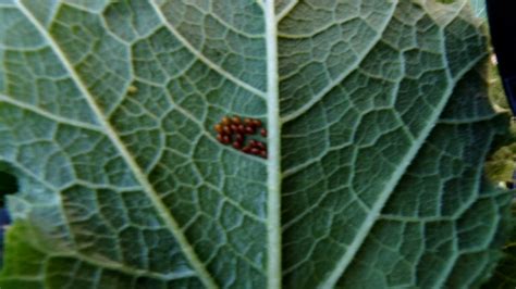 Squash Vine Borer – Enemy Number 1 of Cucurbita’s – Oma’s Gardens