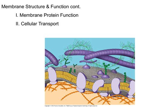 Membrane Protein Function & Cellular Transport