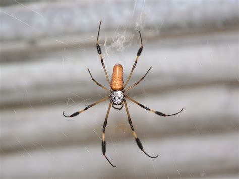 The Online Zoo - American Golden Silk Orb-weaver