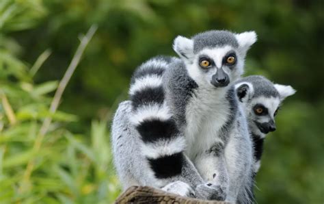 8 Top Madagascar Wildlife Viewing Tours & Trips for 2024-2025