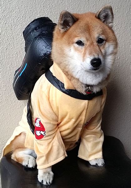 Best Costumes For Shiba Inus! - My First Shiba Inu