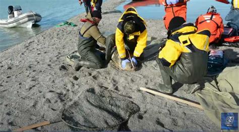 Seal migration tracks are being observed with satellite tags – Kaspika