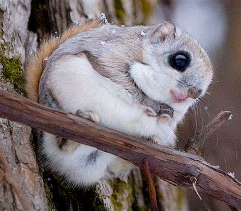 Japanese dwarf flying squirrel - alphabezy