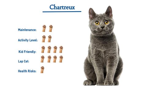 Chartreux Cat Breed… Everything You Need to Know at a Glance!