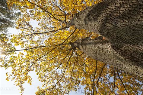 Yellow maple foliage 9508909 Stock Photo at Vecteezy