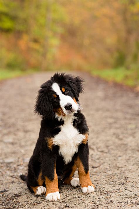 Bernese Mountain Dog Puppy by Nicole Begley Photography - Welcome to ...