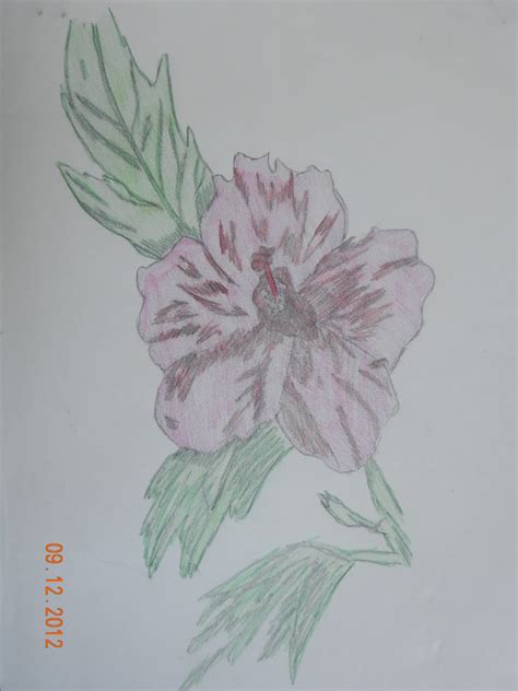 Art: Pencil Drawings - Flowers