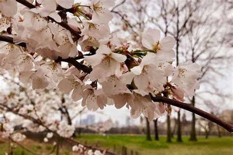 Central Park's Cherry Blossoms: Bloom Guide 2024