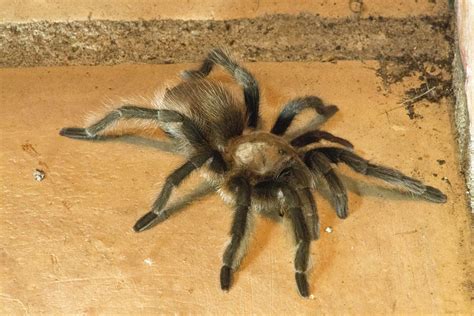 Texas Brown Tarantula by Gayle · 365 Project