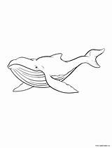 Printable Whale Coloring Pages  Team sketch template