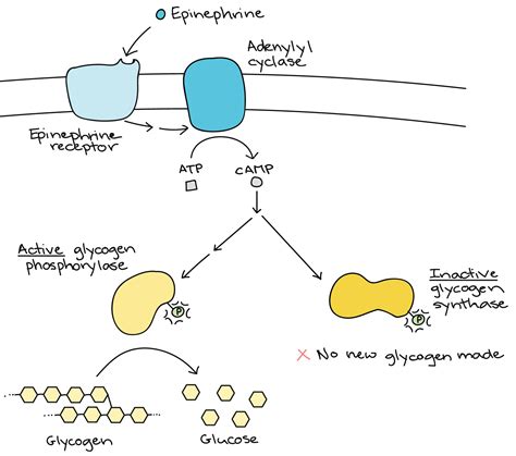 Epinephrine Has To Cross The Cell Membrane To Bind To Its Receptor In The Cytoplasm - slideshare