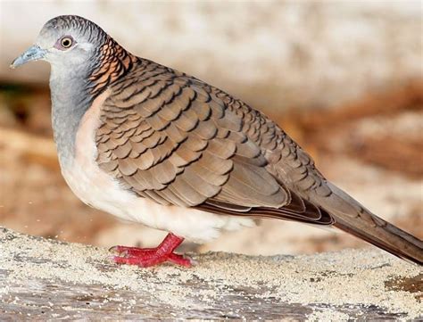 Ciri Burung Perkutut Jantan - Thegorbalsla