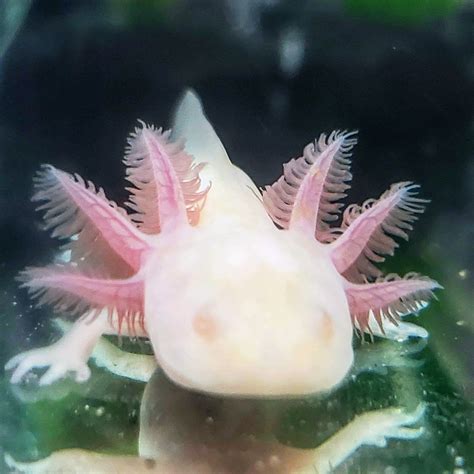 Albino Axolotl