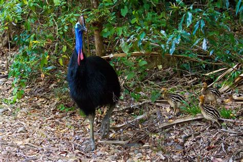 10 Largest Birds Of Australia | Avianbird