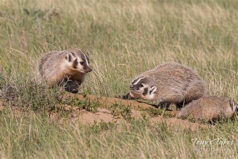 American Badger cubs playing around | The American Badger fa… | Flickr