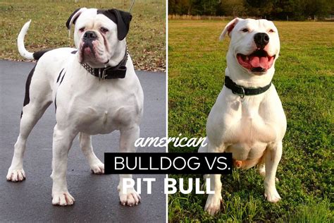 Staffordshire bull terrier vs american pitbull terrier - omnipsado