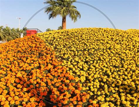 Image of flower show in yanbu saudi arabia-JD382622-Picxy