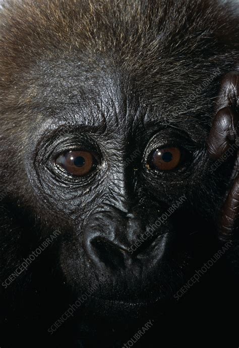 Baby Western lowland gorilla - Stock Image - C056/9820 - Science Photo ...