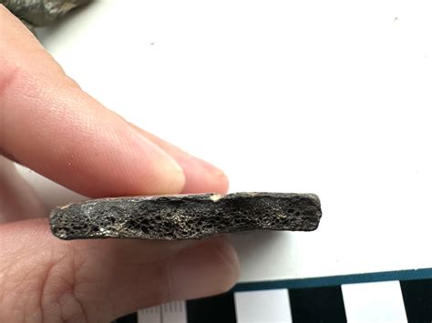 Lepidotes dental plate - Fossil ID - The Fossil Forum