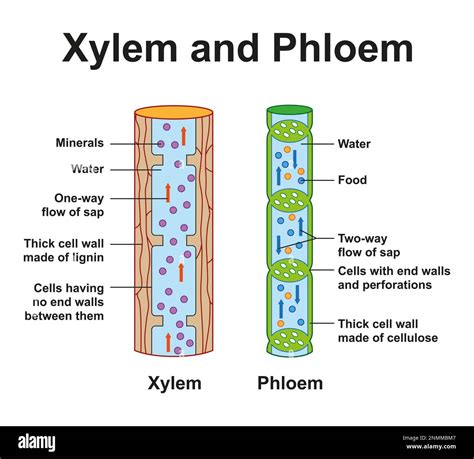 Xylem and phloem, illustration. Xylem and phloem tissues transport water and carbohydrates ...