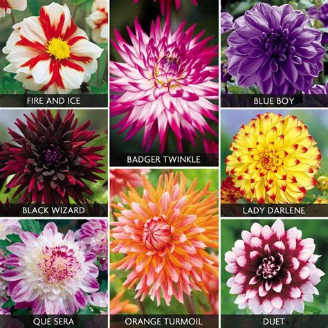 Dahlia 'Extravaganza Collection' | dream garden | Pinterest | Dahlia, Flowers and Bulb flowers