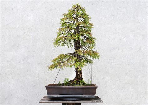 An Extensive Care Guide for Redwood Bonsai - Hooked on Bonsai