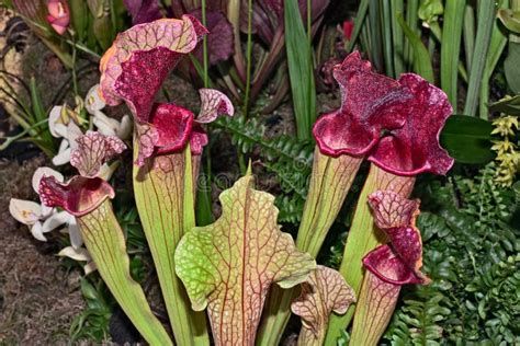 Carnivorous Plants In The Rain Forest Stock Image - Image of plant, pitcher: 124316921