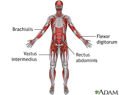 Muscle twitches and spasms all over body : Medical Research Facts - PostureInfoHub