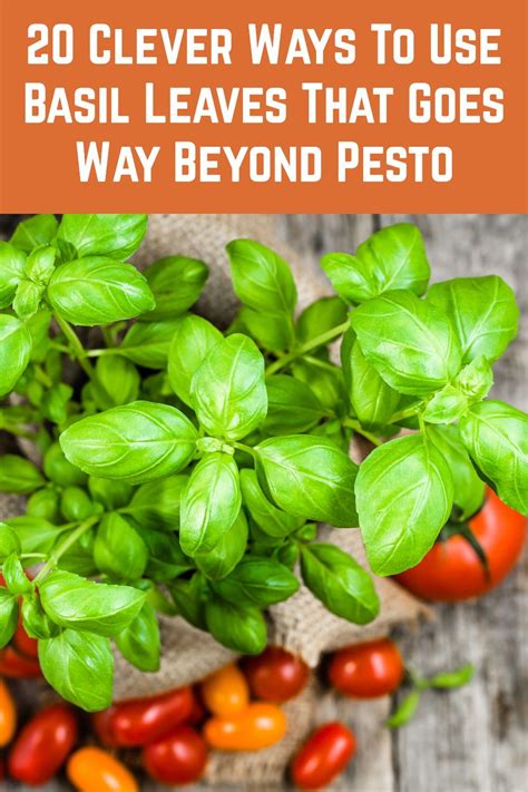 20 Clever Ways To Use Basil Leaves That Goes Way Beyond Pesto | Fresh herb recipes, Fresh basil ...