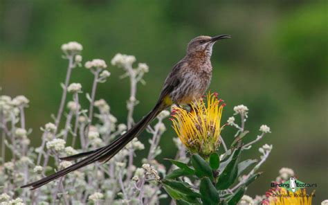 The Endemic Birds of South Africa - Birding Ecotours