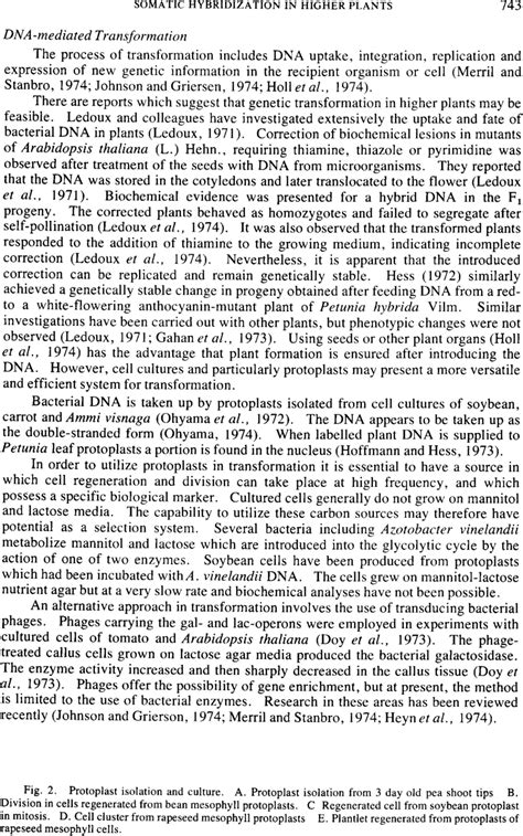 Protoplast isolation and culture. A. Protoplast isolation from 3 day ...