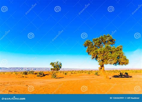 Acacia Tree in the Sahara Desert - Morocco Stock Image - Image of natural, arid: 126563991