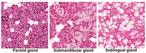 Parotid Histology