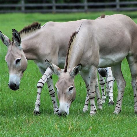 Equids Archives - White Oak Conservation