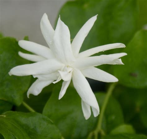 Rare Fragrant Arabian Jasmine ~ Jasminum Sambac ~ 'Belle of India' – Starter Plant