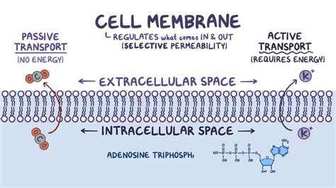 Cell Membrane Permeability - Biology Simple