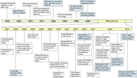 Frontiers | Dissecting the Role of Subtypes of Gastrointestinal Vagal Afferents