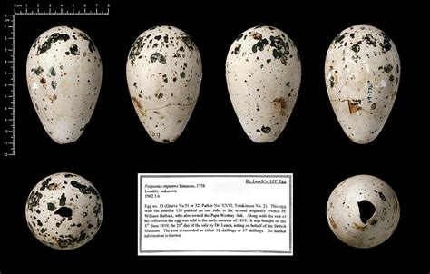 Dr Leach's '139' Great Auk Egg Photograph by Natural History Museum, London - Pixels