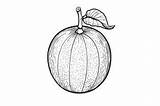 Cantaloupe Coloring Page For Adults Graphic By Forhadx5 · Creative Fabrica sketch template