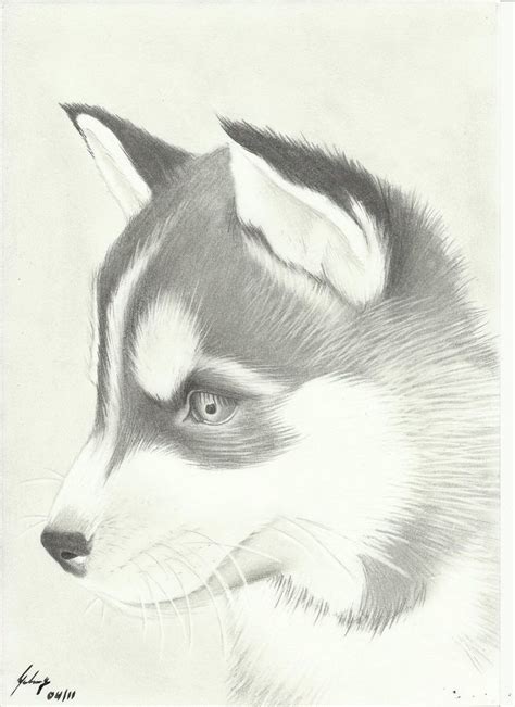 Huskies - #huskies | Tiere zeichnen, Tierzeichnung, Tiere malen