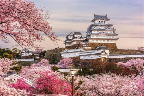 Premium Photo | Himeji japan at himeji castle during spring cherry ...